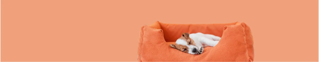 Dog Beds