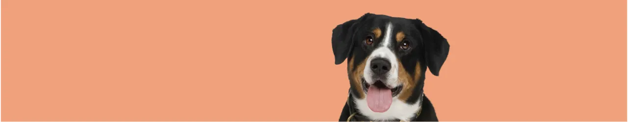 Grain Free Food for Dogs