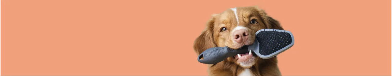 Dog Grooming Essentials