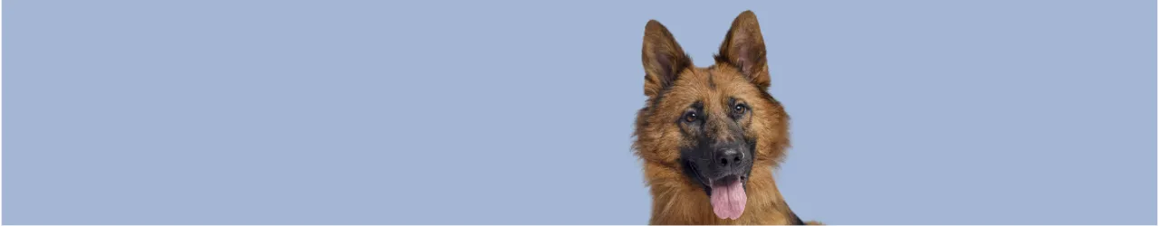 High-Protein for Dogs