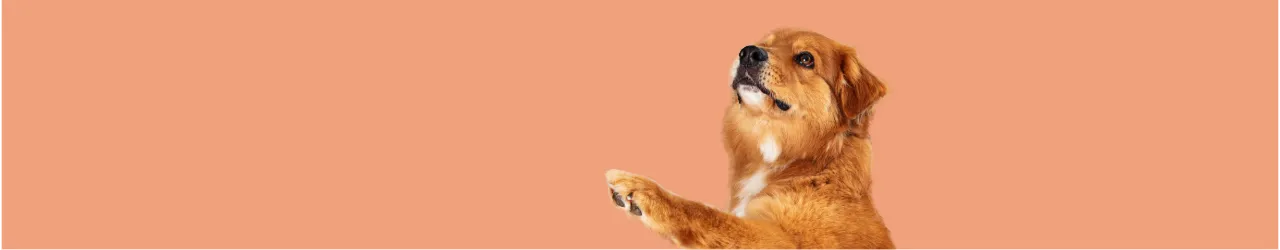 Jurassic Bark Dog Food