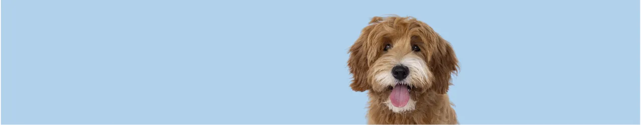 News in Store Products for Dogs