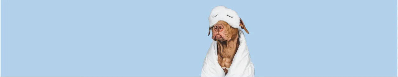 Orthopaedic & Memory Foam Beds for Dogs