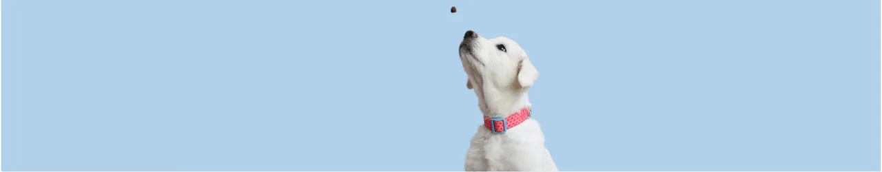 Treats for Puppies
