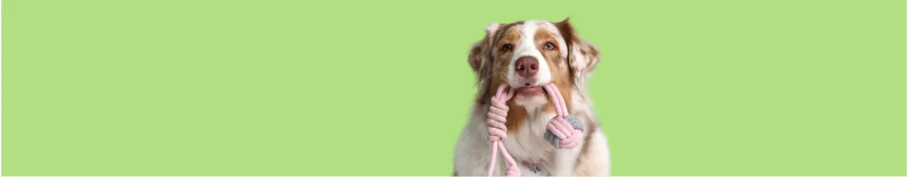 Dog Toys: Ropes