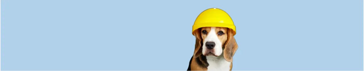 Dog Safety Accessories