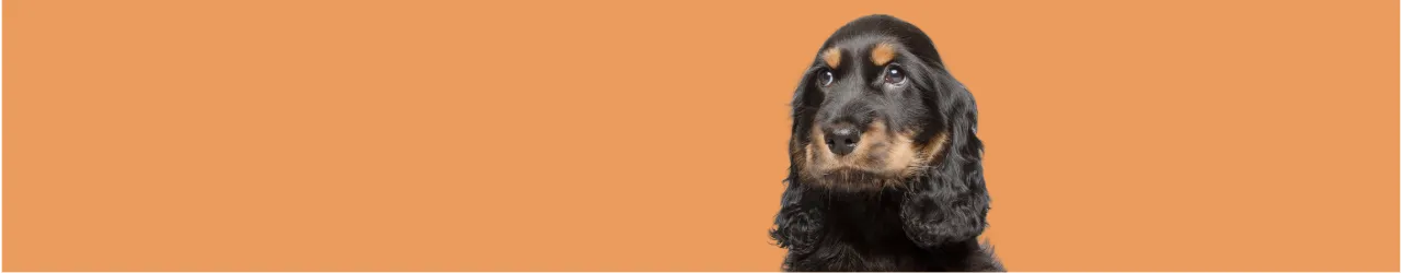 Skin & Coat Treats for Dogs