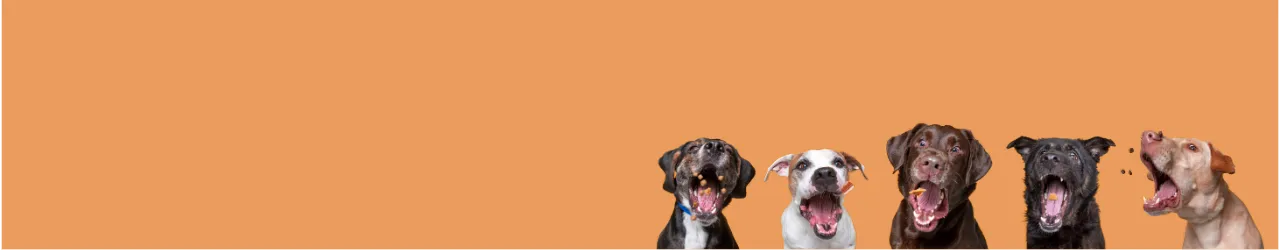 Soft Treats for Dogs