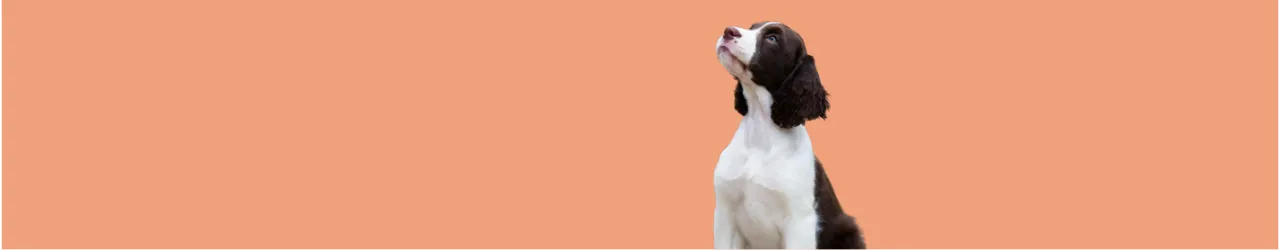 Training Rewards for Dogs