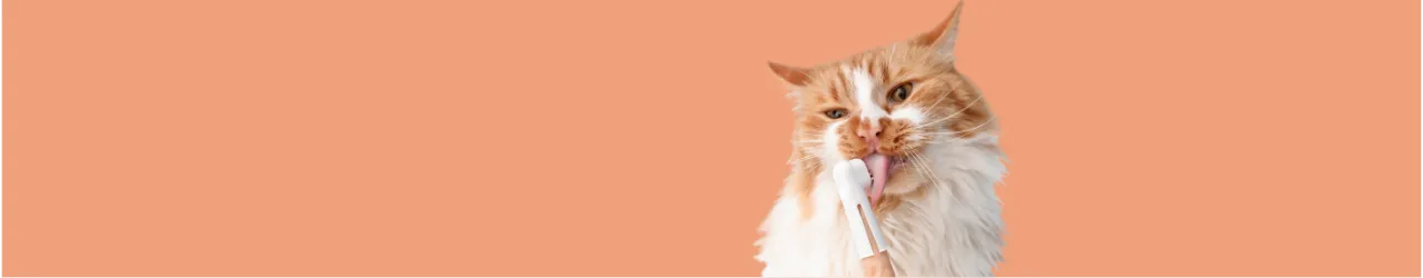 Cat Grooming & Accessories