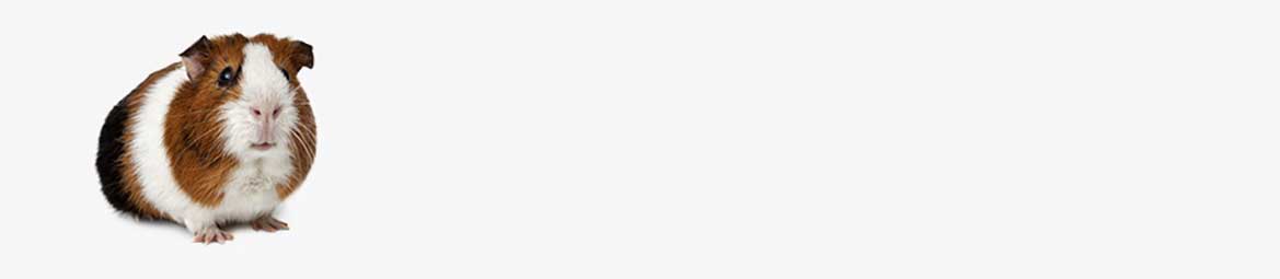 Guinea Pig
