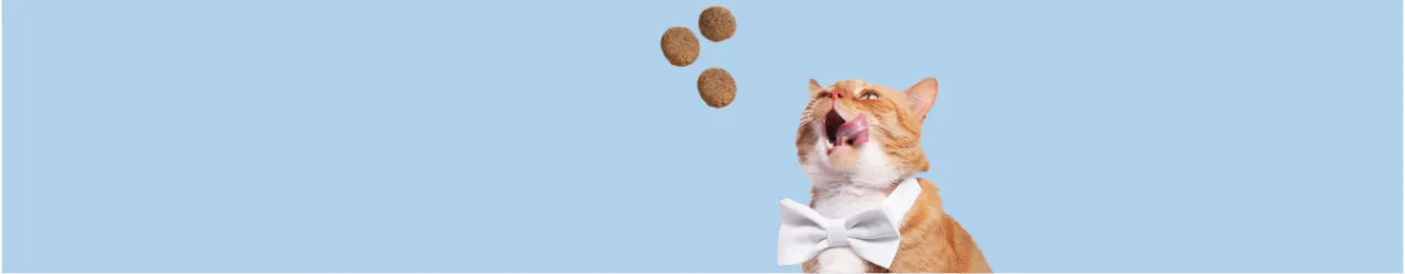 Soft Treats for Cats