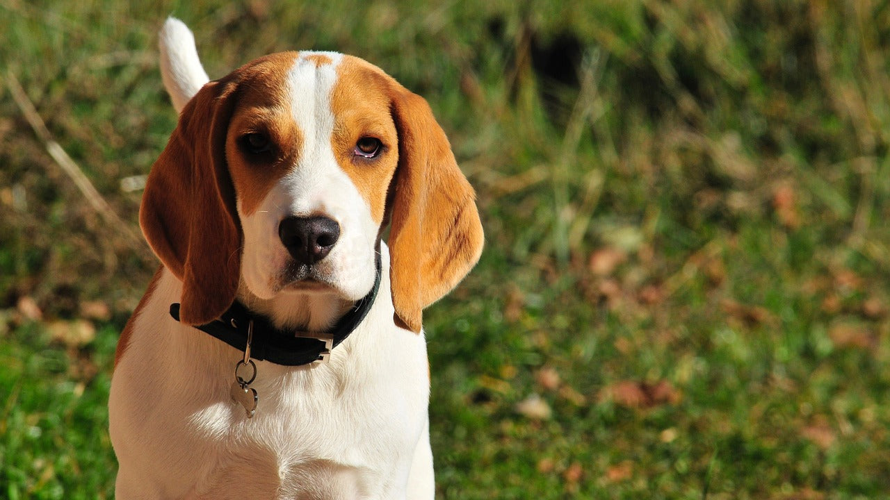 Beagle – A sensitive nose with a big heart