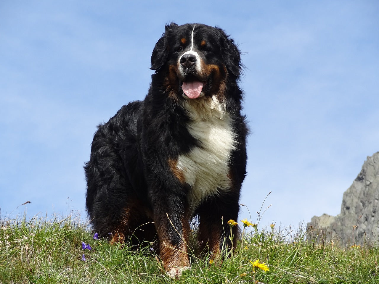 Bernese Mountain Dog - Loving cuddly dog with a large frame