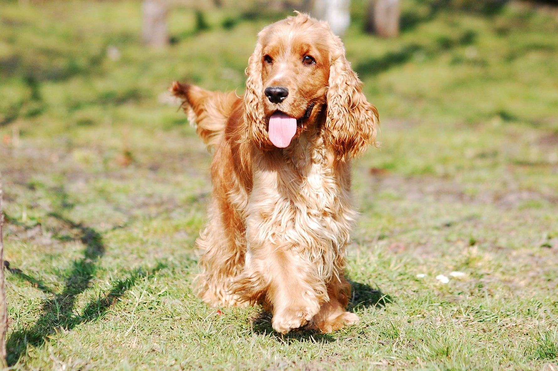 English Cocker Spaniel – Happy go lucky with a certain charm