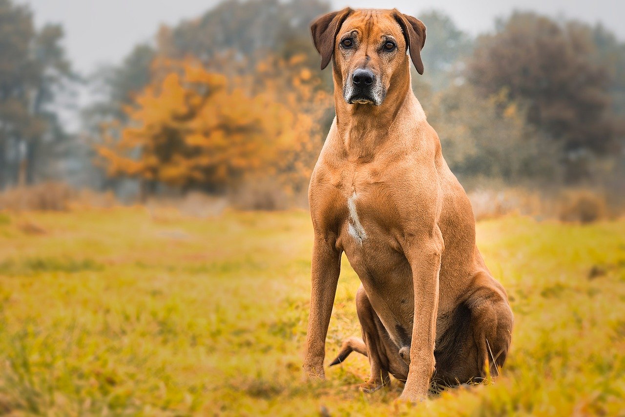 Rhodesian Ridgeback – From lion hunter to sports buddy