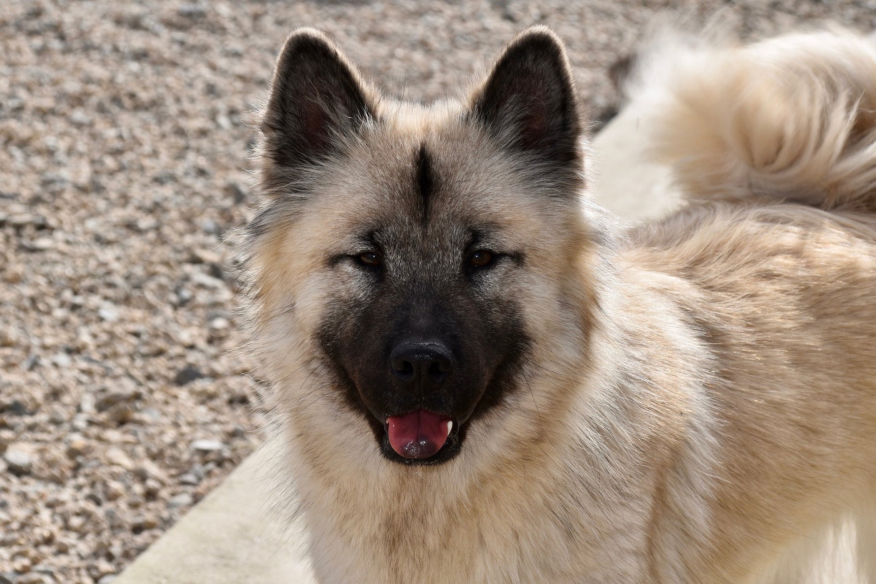 Eurasier – Original type despite being a young breed