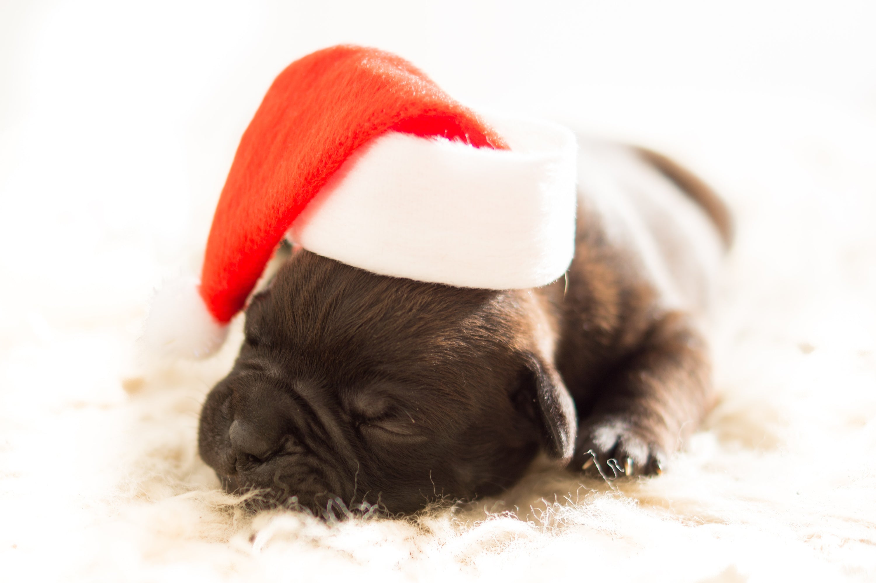 Guide to the best Christmas presents for your pooch!