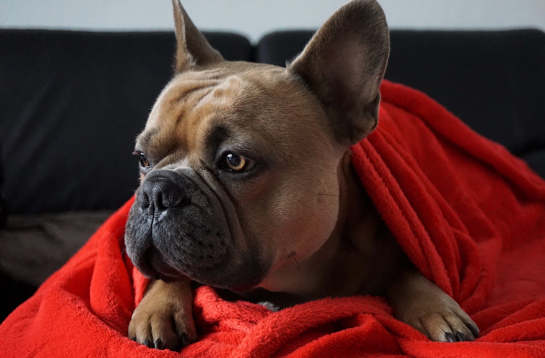 French Bulldog – from rat killer to family dog