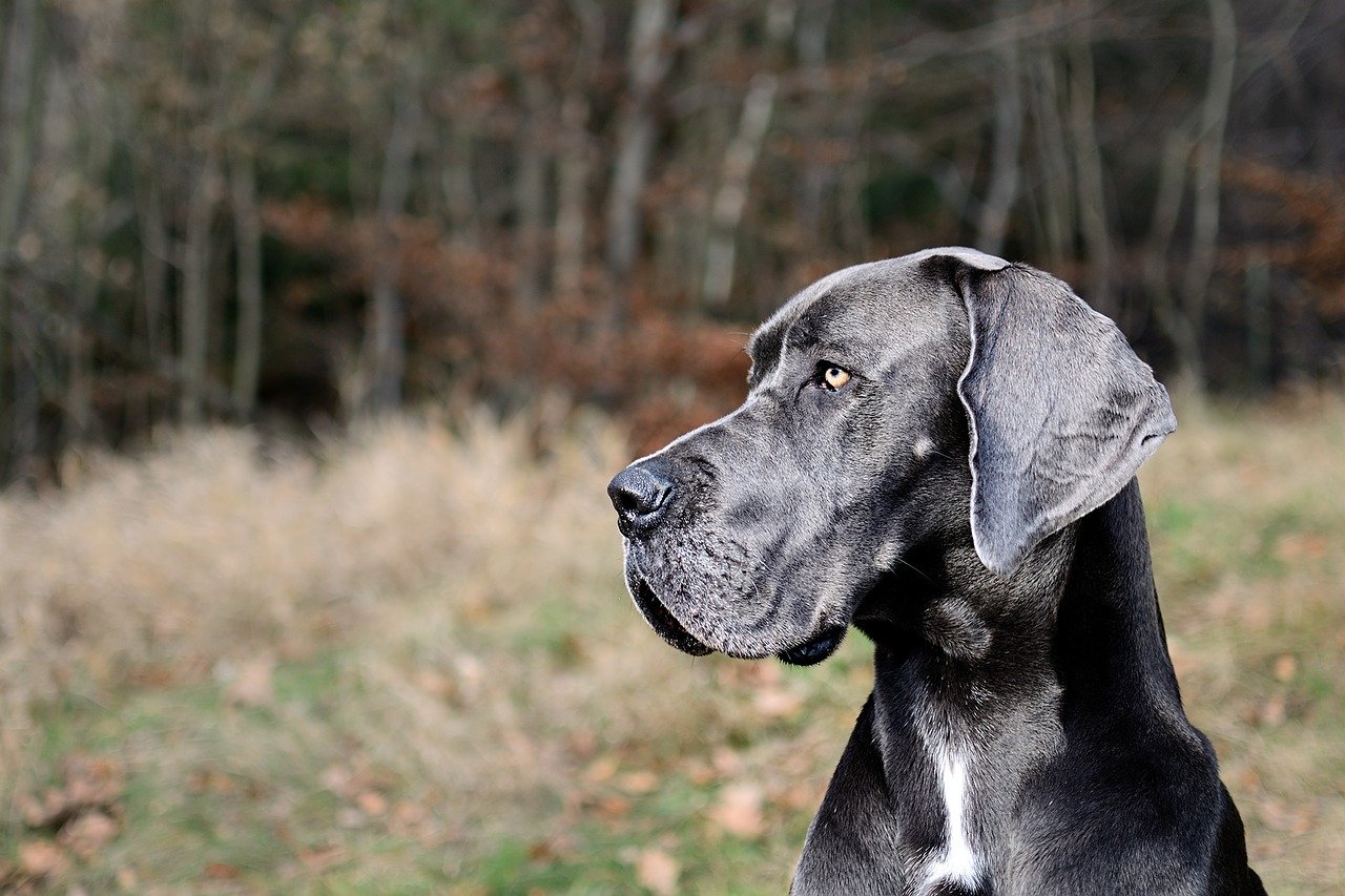 Great Dane- Gentle giant with a golden heart