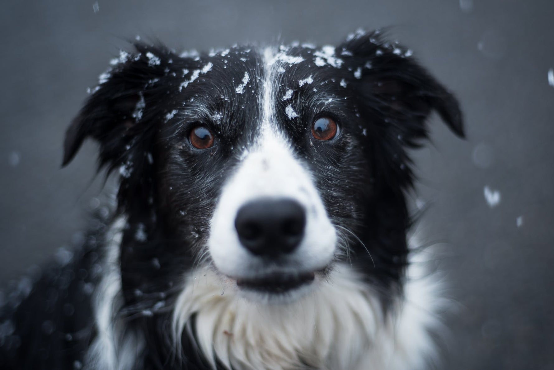 Tips to keep your dog safe this winter!