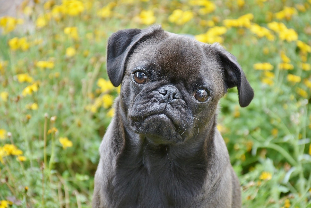 Pug – Aristocratic charmer on four paws