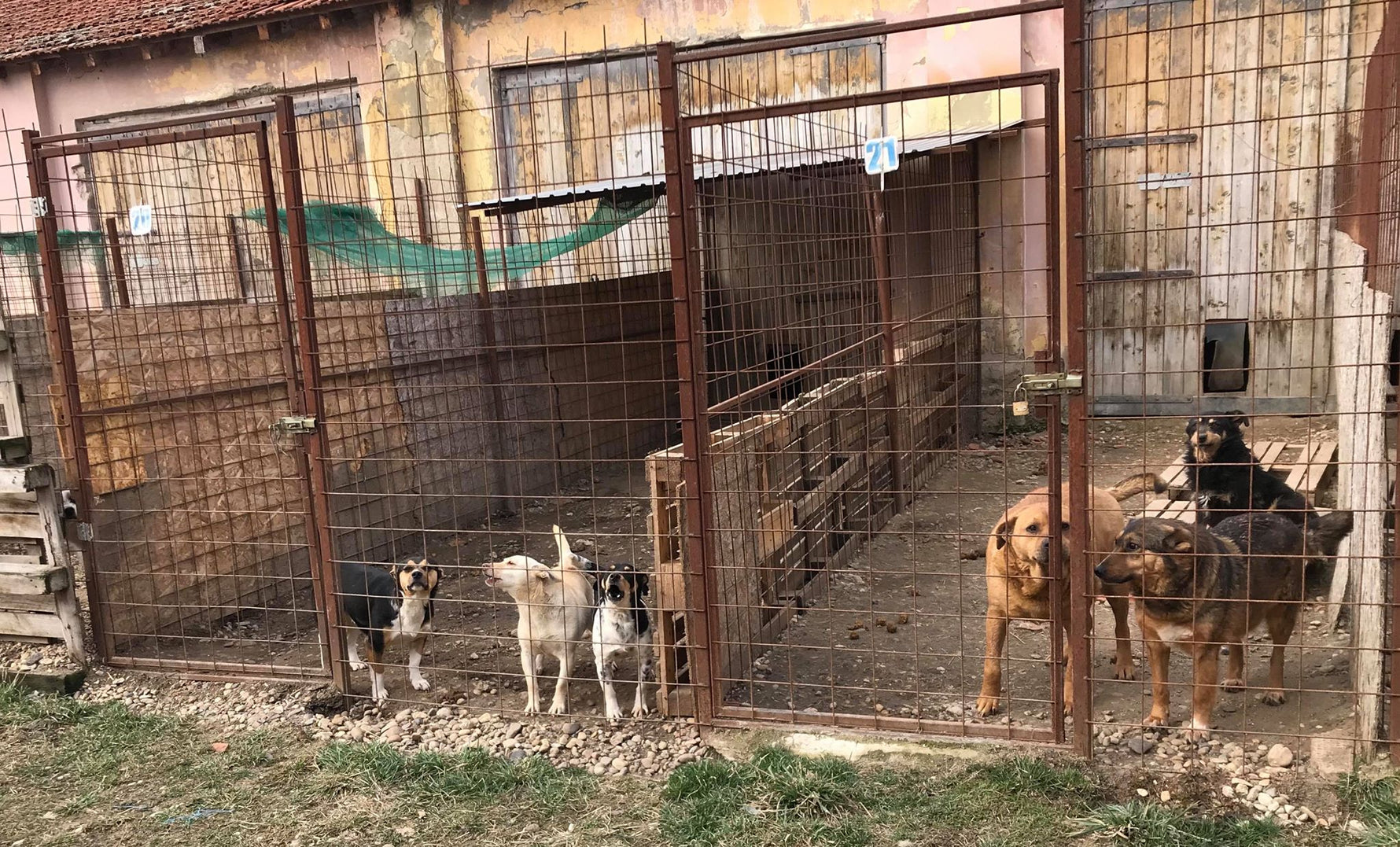 Romania Dog Rescue