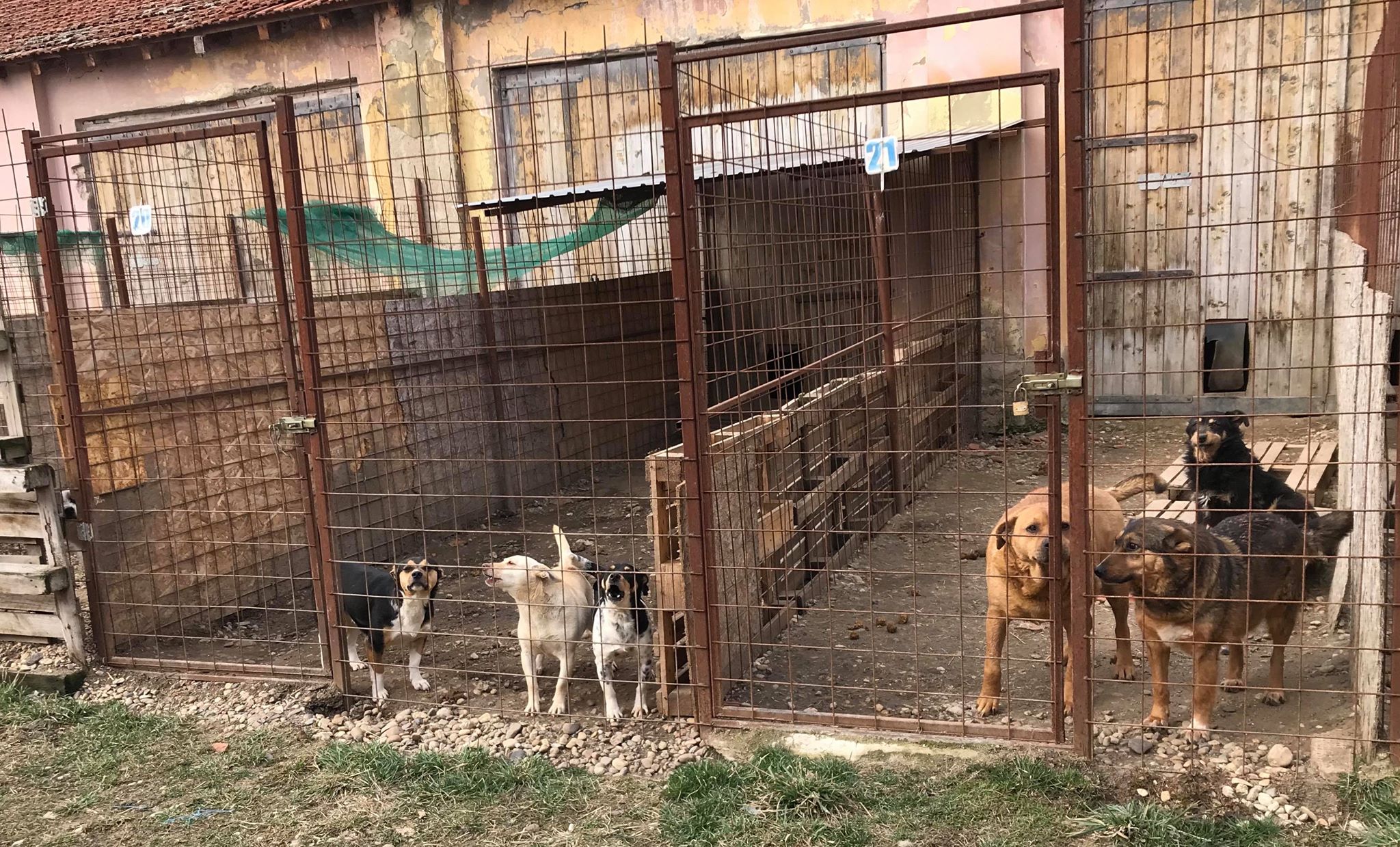 Romania Dog Rescue