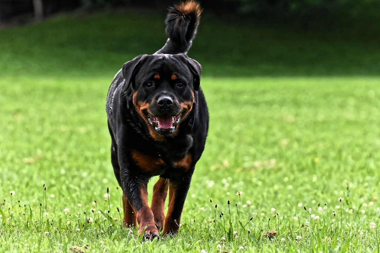 Rottweiler – Four-legged law enforcer and courageous bodyguard