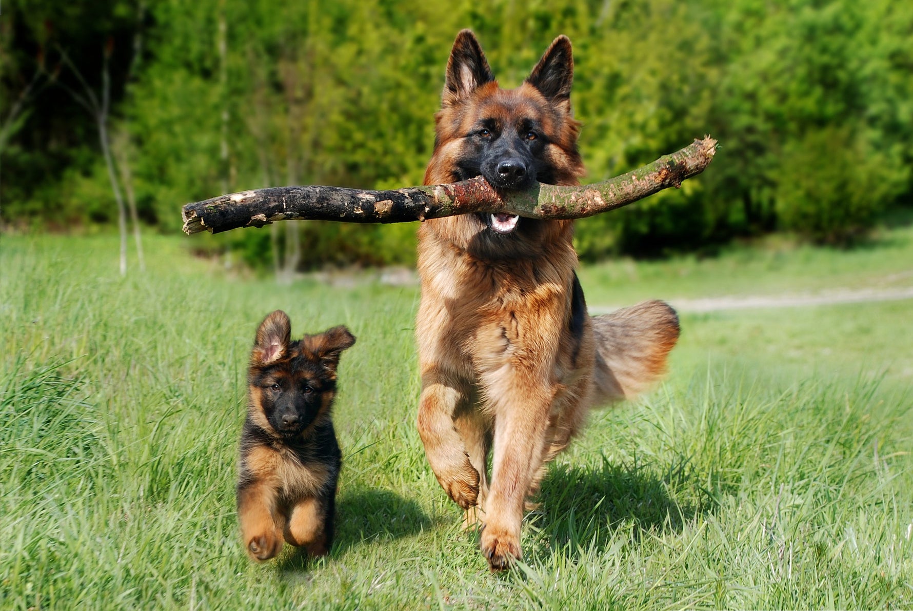 German Shepherd – Friend and helper of man