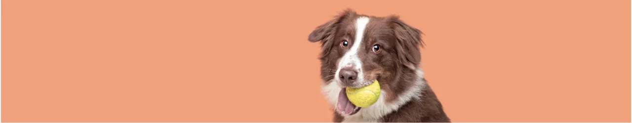 Dog Toys: Balls