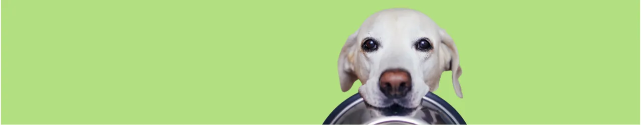 Dog Bowls & Accessories