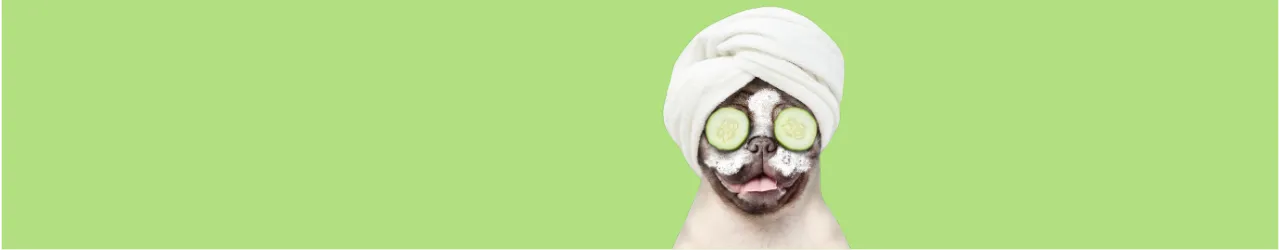 Calming Aids for Dogs