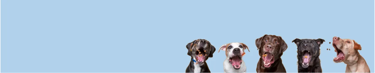 Crunchy Tretas for Dogs