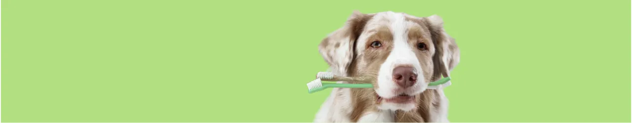 Dental Care for Dogs