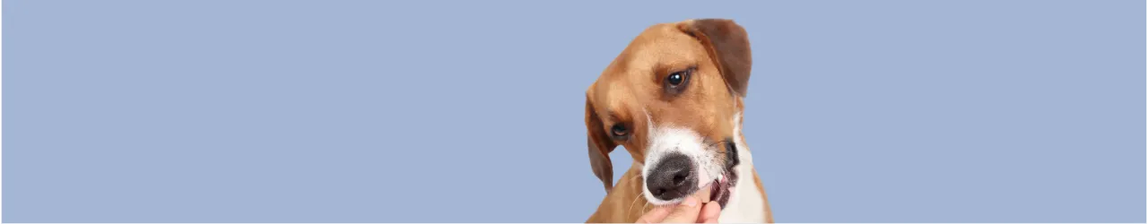 Flea & Worming for Dogs