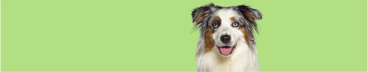 Hypoallergenic Products for Dogs