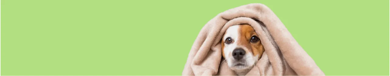 Immune Support for Dogs