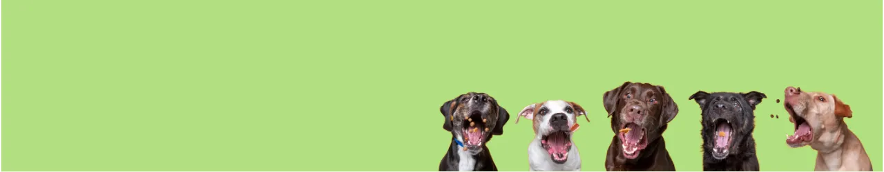 Natural & Organic Products for Dogs