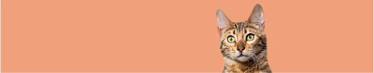 News in Store Products for Cats