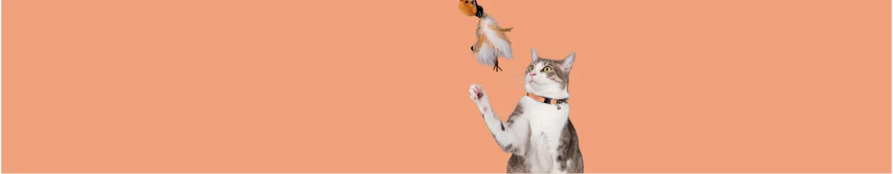 Feather Toys for Cats