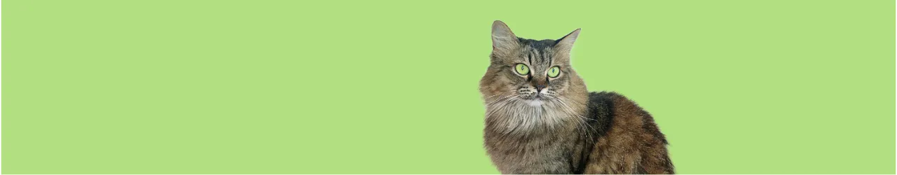 Flea & Worming for Cats