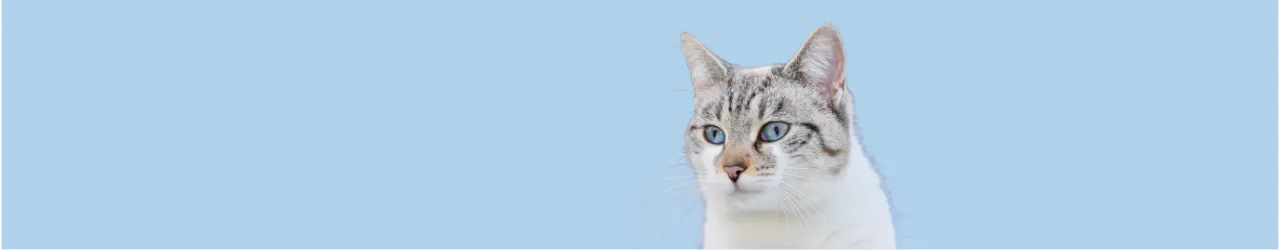 High-Protein for Cats