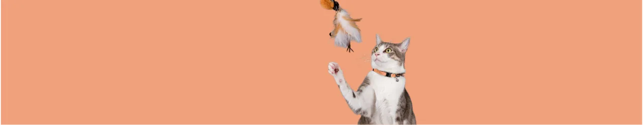 Cat Interactive Toys