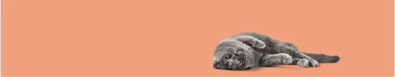 Cat Digestive Support