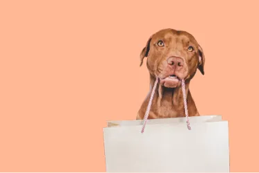 Dog peeking out from a white bag against a peach background