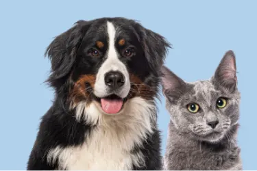 Dog and cat standing side by side against a light blue background