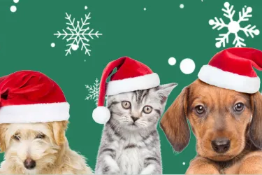 Four dogs wearing Santa hats on a green background with snowflakes.