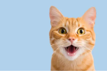 Cat with a wide open mouth on a light blue background