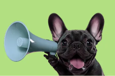 Dog holding a megaphone against a green background
